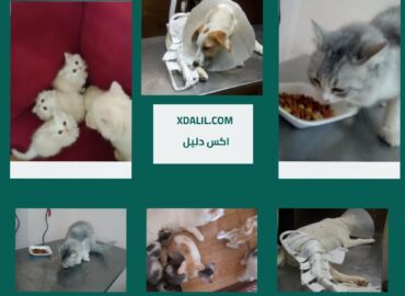 عيادة بيست فور بيتس البيطرية