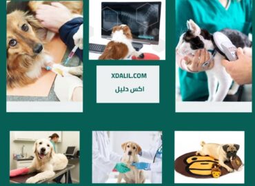 عيادة بيت زون البيطرية
