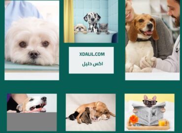 عيادة بيت زون البيطرية