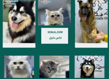 عيادة زينيا للحيوانات الأليفة بيطريه