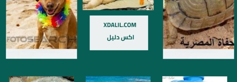 عيادة الزهراء البيطرية